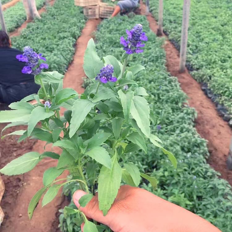 河南草花鼠尾草 草花鼠尾草小苗价格