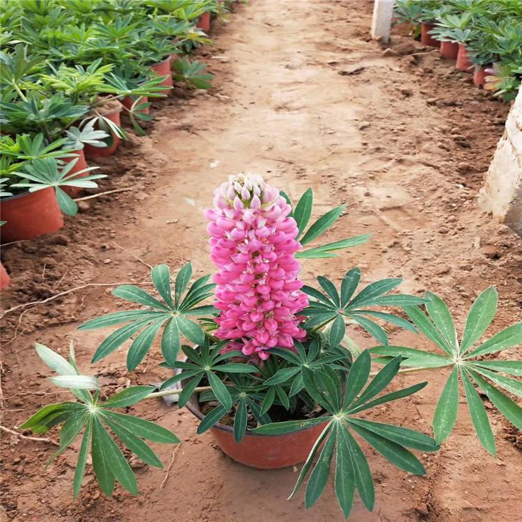 基地生产蓝羊茅 蓝羊茅山东基地 夏杰花卉 节日草花