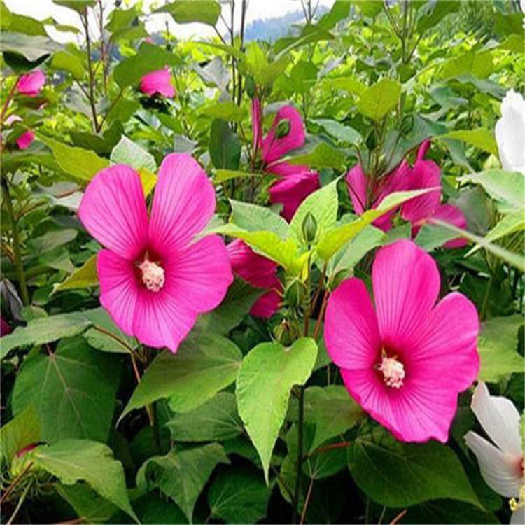 大量出售宿根大花秋葵 盆栽地栽大花秋葵 夏杰花卉 定金发货