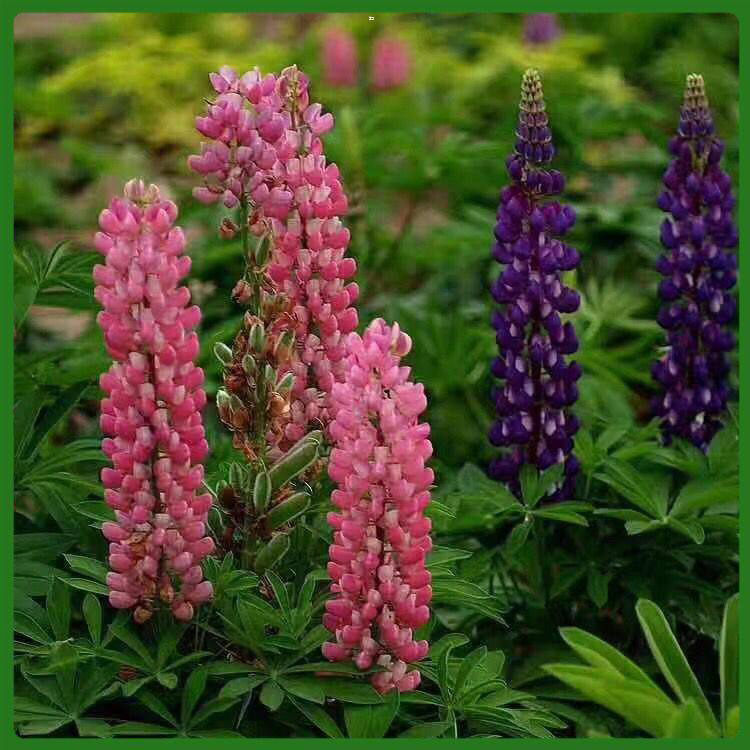 羽扇豆青州种植基地 公园草花羽扇豆 多年生羽扇豆