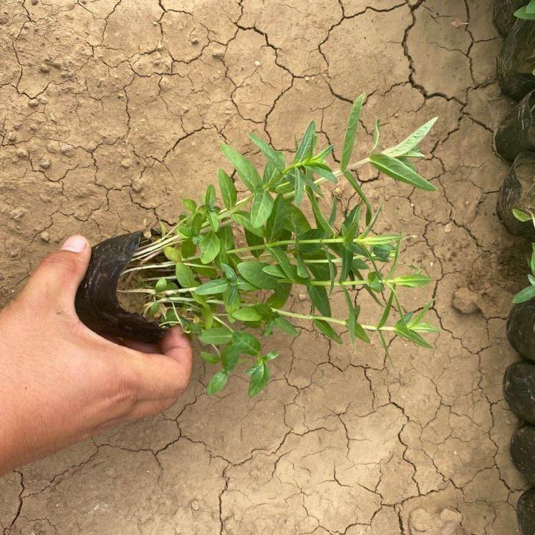 工程苗木批发千屈菜供应 水生植物千屈菜常年供应 夏杰花卉 无中间商