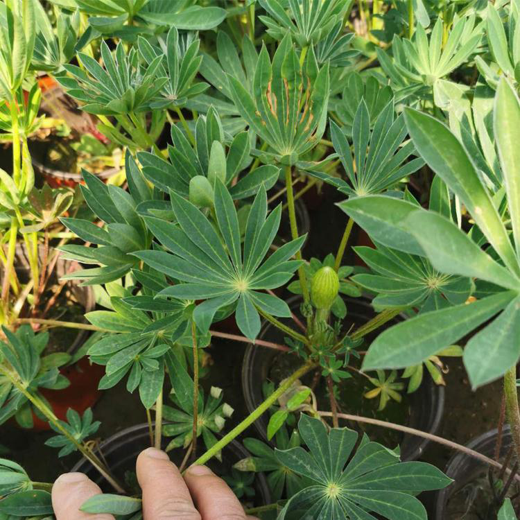 绿化工程蓝羊茅苗 青州绿化草蓝羊茅苗 夏杰花卉 苗圃直发