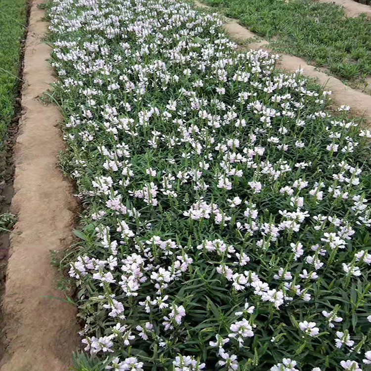 多年生花卉假龙头 假龙头花卉绿化花卉 夏杰花卉 基地种植
