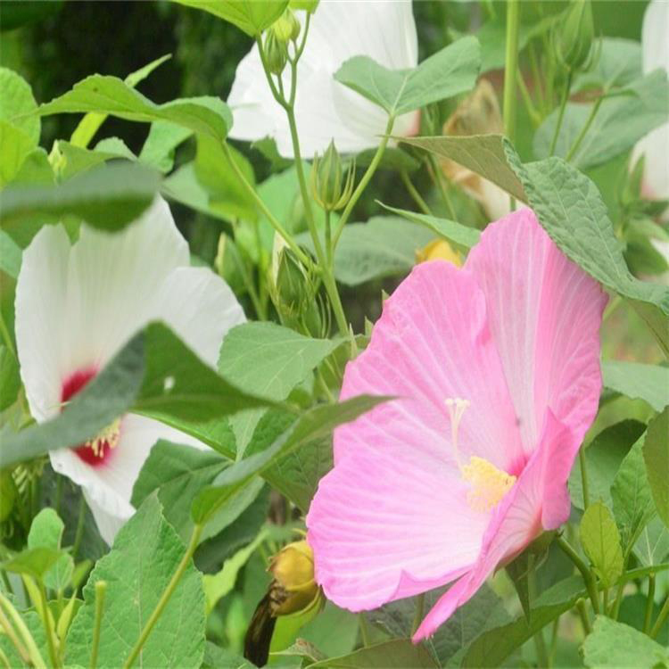 大量出售宿根大花秋葵 大花秋葵批发基地 夏杰花卉 定金发货