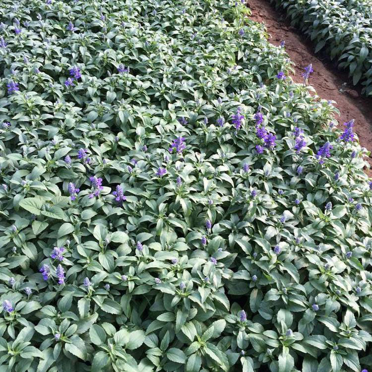 公园地被绿植鼠尾草 批发鼠尾草价格 夏杰花卉 园林绿化用