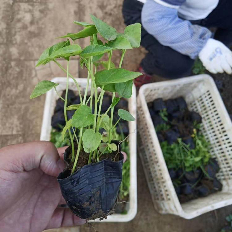 宿根多年生大花秋葵 大花秋葵批发价格 夏杰花卉 基地常年批发