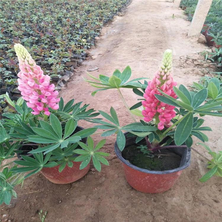 耐寒易养羽扇豆基地 基地销售羽扇豆 夏杰花卉 十一造型设计