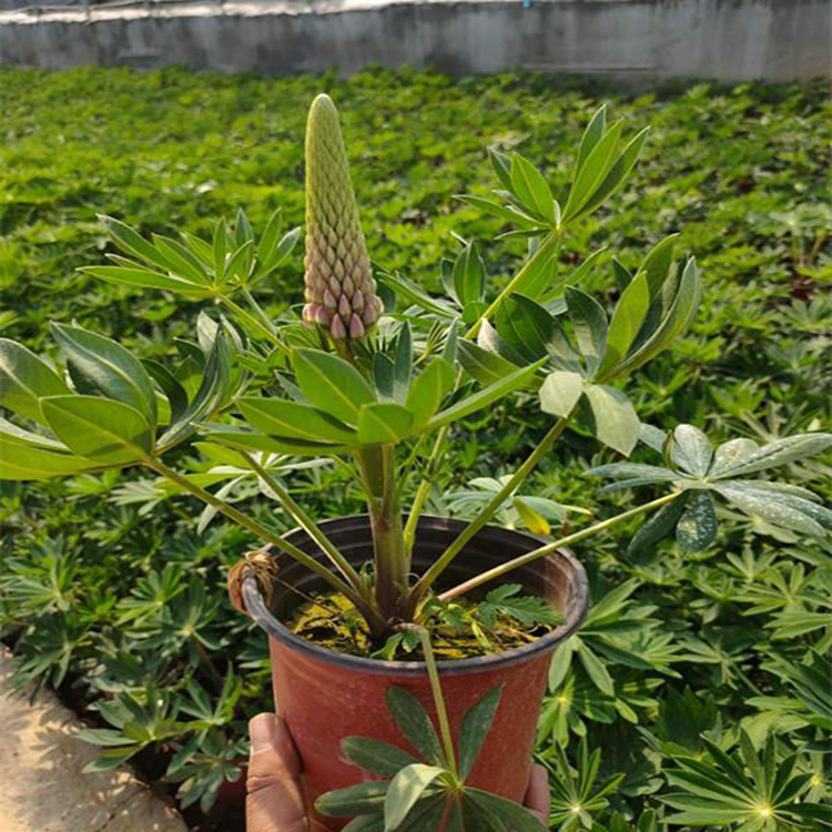 苗圃批发蓝羊茅 公路草花