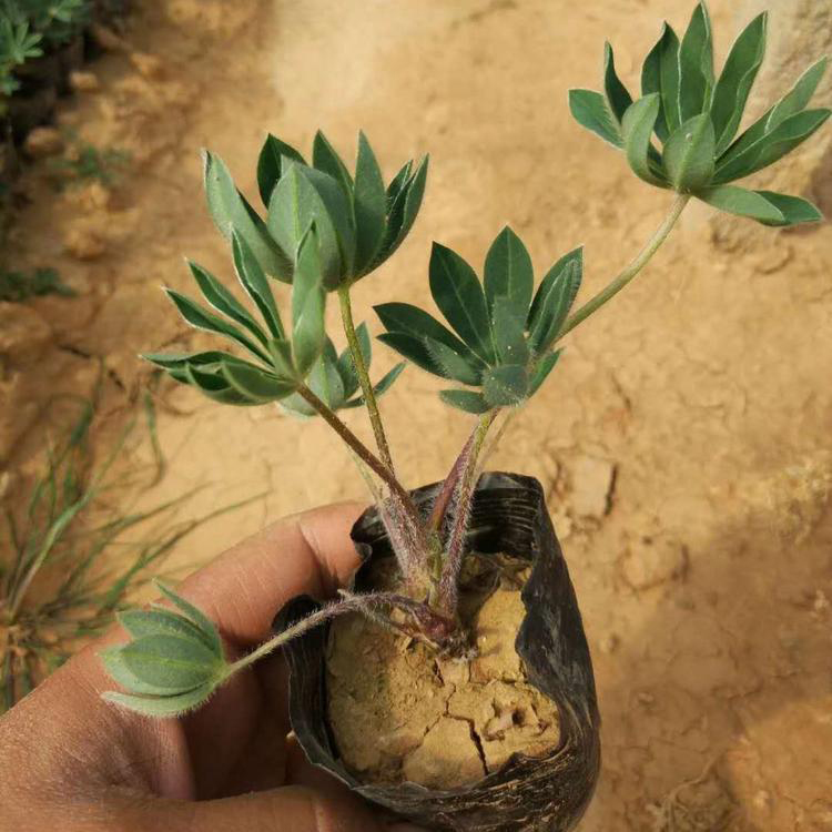 羽扇豆青州种植基地 大量供应羽扇豆 夏杰花卉 货到付款