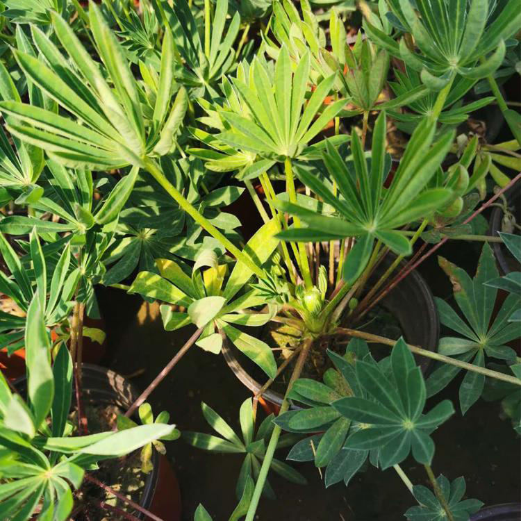 羽扇豆青州种植基地 批发绿化羽扇豆 夏杰花卉 货到付款