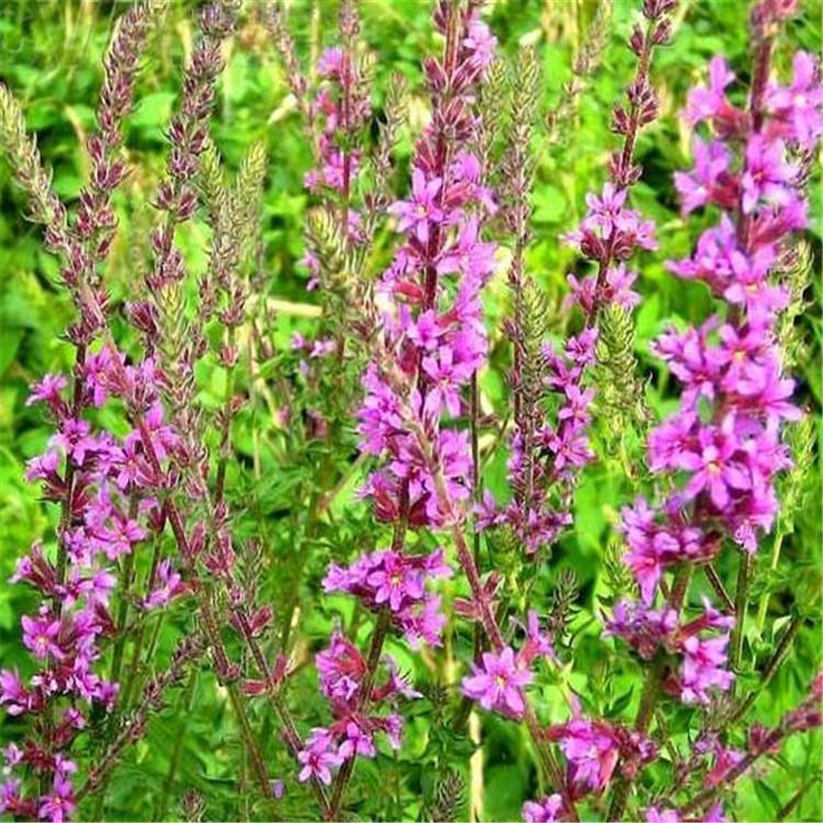 水体湿地绿化千屈菜 水生花卉千屈菜 夏杰花卉 货到付款