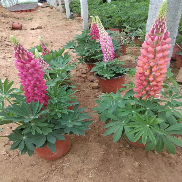 室外耐寒景观羽扇豆 大量供应羽扇豆 夏杰花卉 定金发货