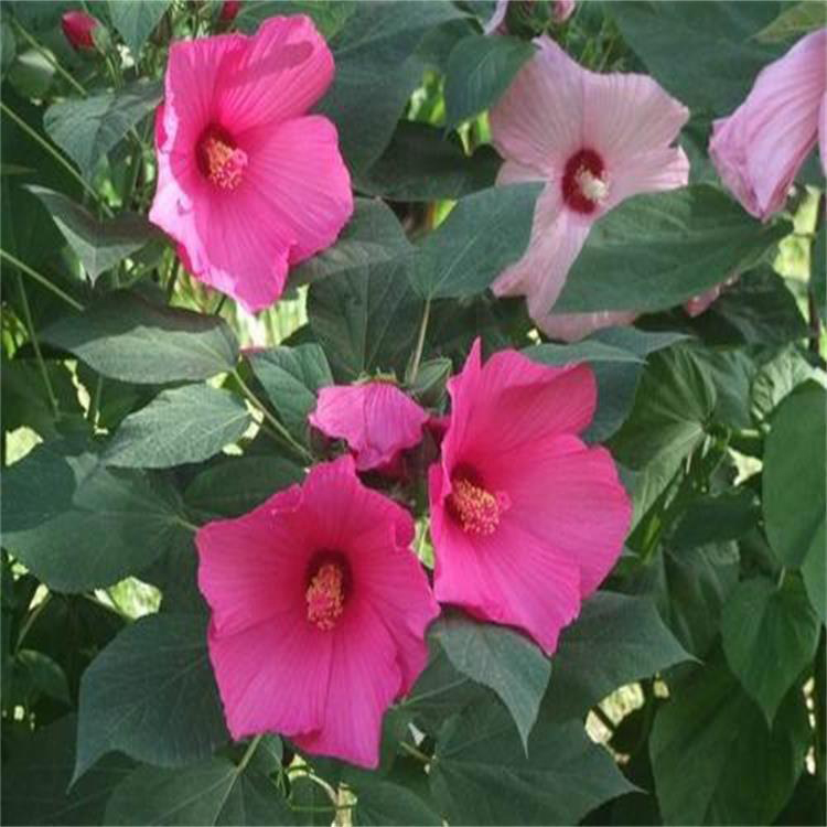 宿根花卉大花秋葵价格 大花秋葵当天挖苗 夏杰花卉 无中间商