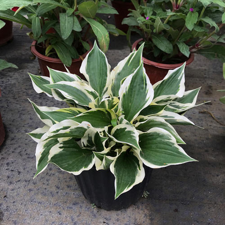 玉簪盆栽批发 耐阴植物玉簪 夏杰花卉 公路草花