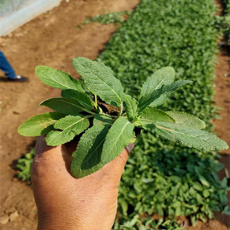 基地供应草花鼠尾草 十一组摆花卉 草花鼠尾草价格