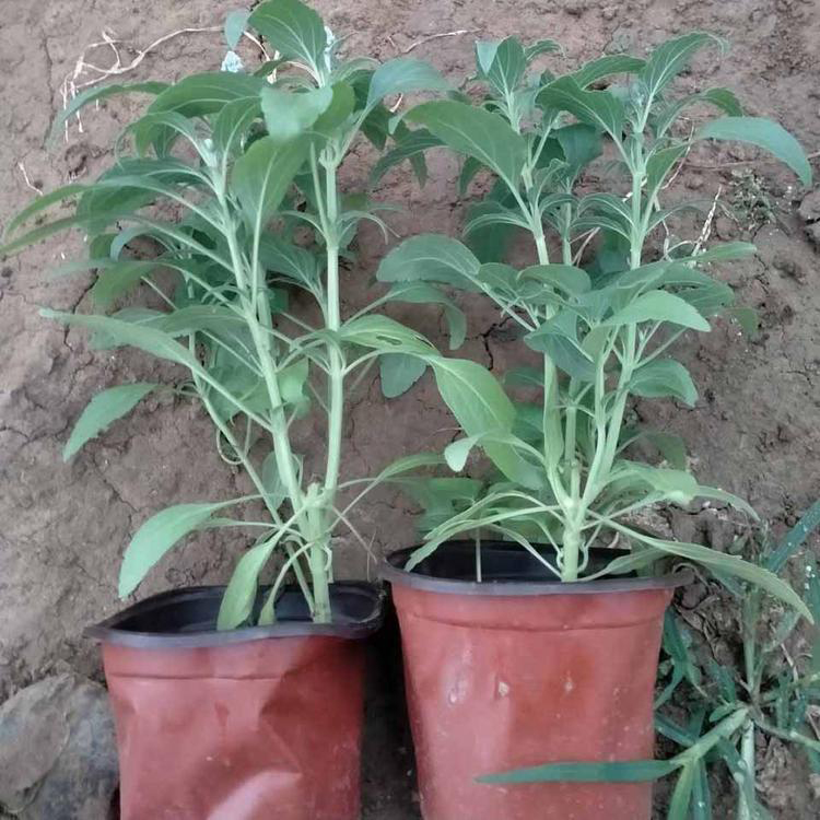 耐旱鼠尾草基地 墨西哥鼠尾草青州基地 夏杰花卉 绿化花木