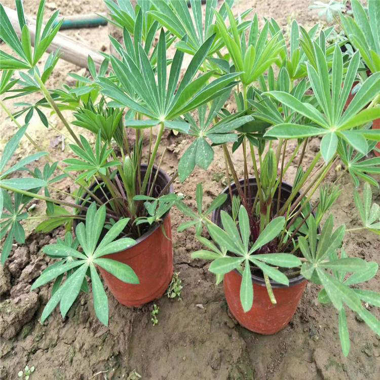 羽扇豆青州种植基地 宿根多叶羽扇豆 夏杰花卉 无中间商