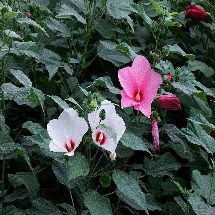 宿根多年生大花秋葵 花草批发商