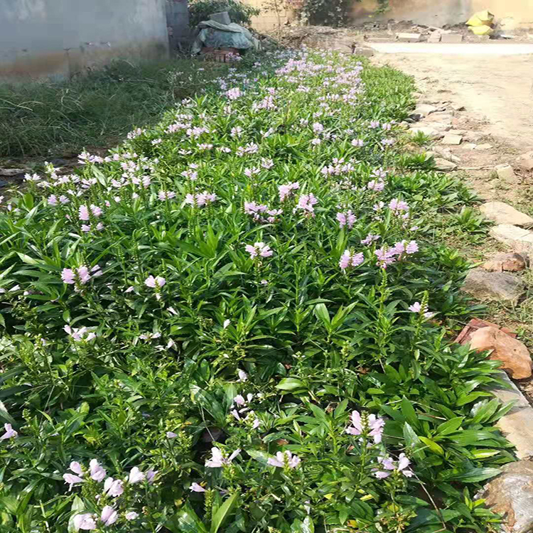 冷凉型植物假龙头 工程绿化假龙头 夏杰花卉 绿化花木