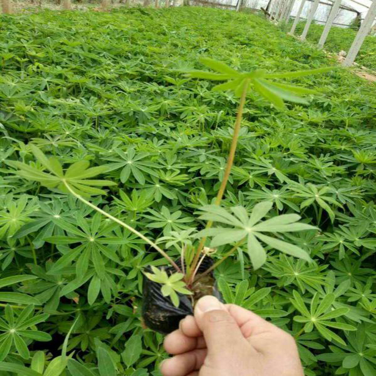 耐寒花卉羽扇豆 羽扇豆基地种植 夏杰花卉 广场组摆设计施工