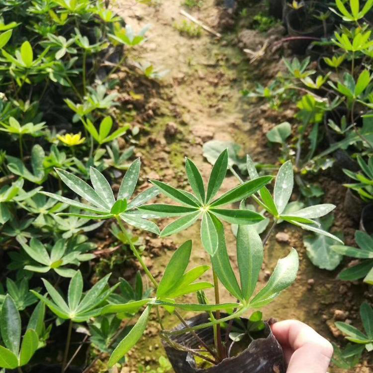园林观赏羽扇豆 羽扇豆景观造型宿根花卉 夏杰花卉 基地种植