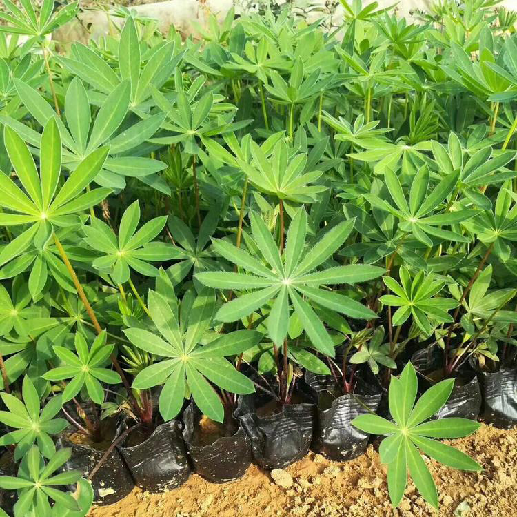 苗圃批发蓝羊茅 青州绿化草蓝羊茅苗