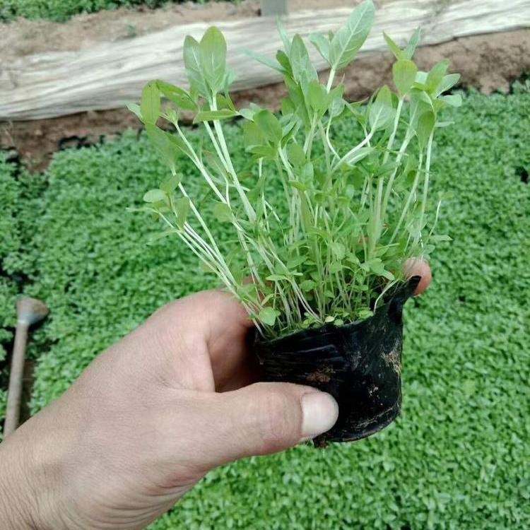 盆栽易成活千屈菜苗 千屈菜水生植物基地 夏杰花卉 基地种植