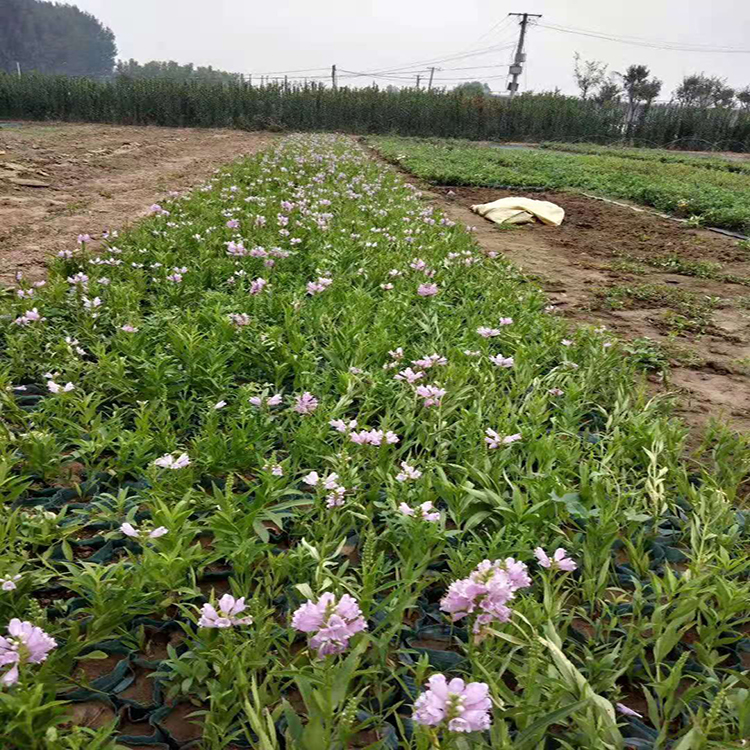 批发销售假龙头 宿根地被盆栽假龙头 夏杰花卉 基地常年批发