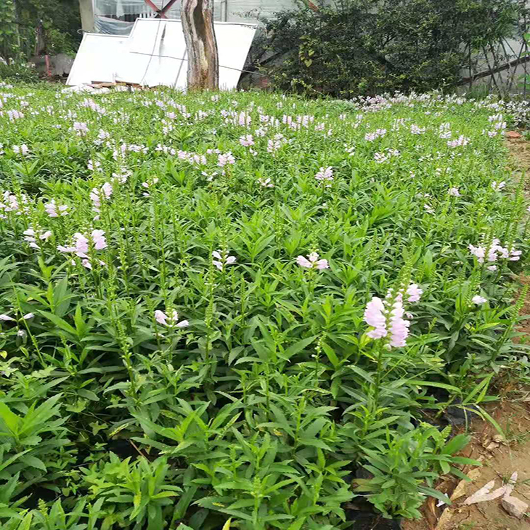多年生花卉假龙头 耐寒宿根花卉假龙 夏杰花卉 货到付款