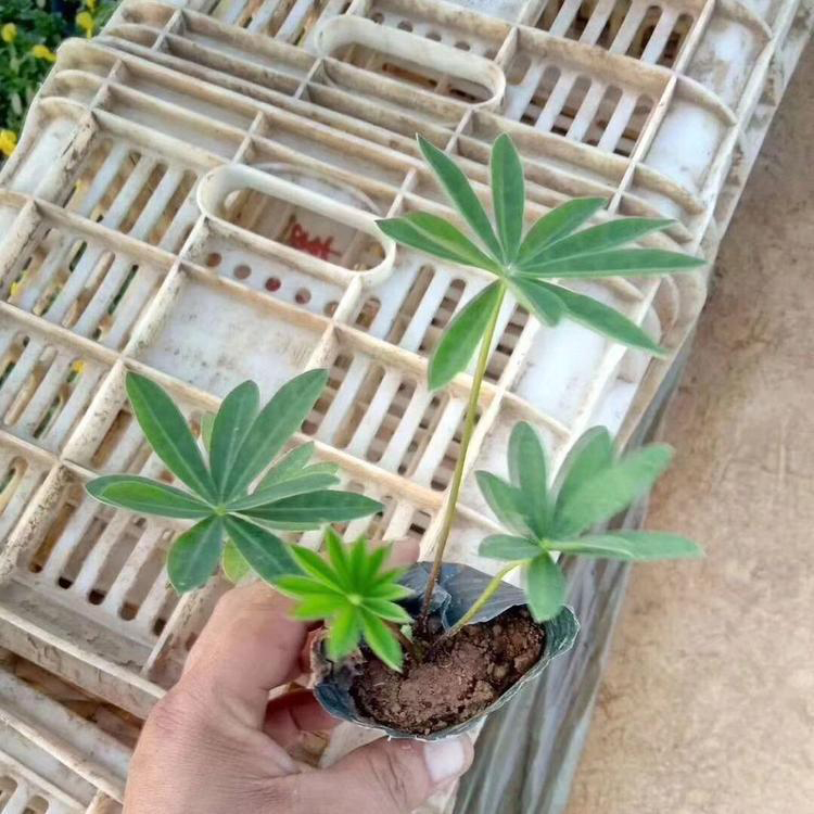 2021羽扇豆盆栽花苗 批发供应羽扇豆 夏杰花卉 基地种植