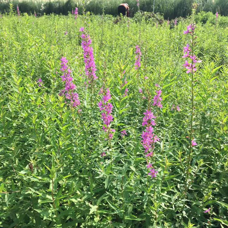 千屈菜种植基地千 山东千屈菜基地 夏杰花卉 货到付款