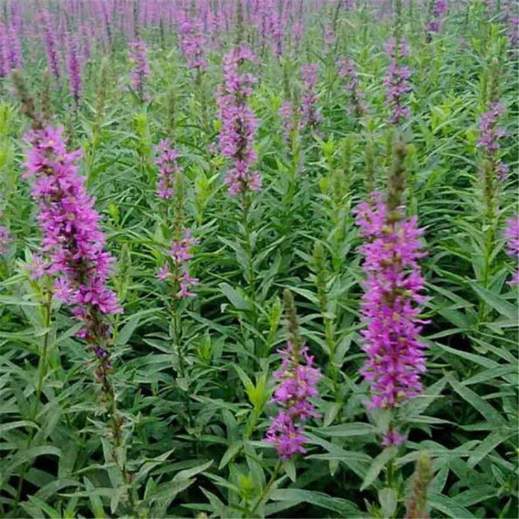 水体湿地绿化千屈菜 基地批发千屈菜 夏杰花卉 货到付款
