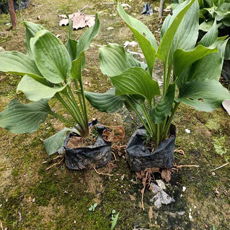 苗圃批发金边玉簪苗 常年供应玉簪 夏杰花卉 基地种植