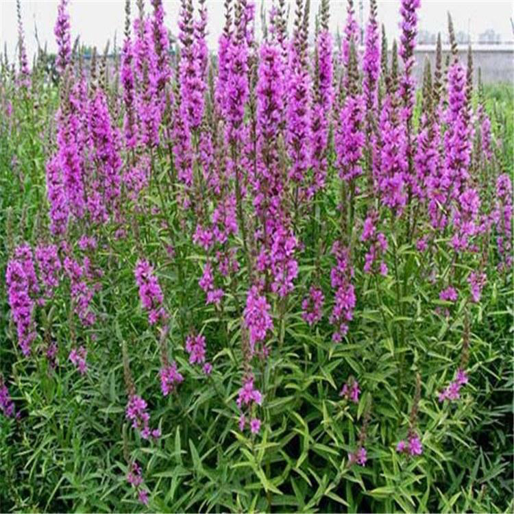 大量园林水生植物千屈菜 青州花圃供应千屈菜 夏杰花卉 基地常年批发