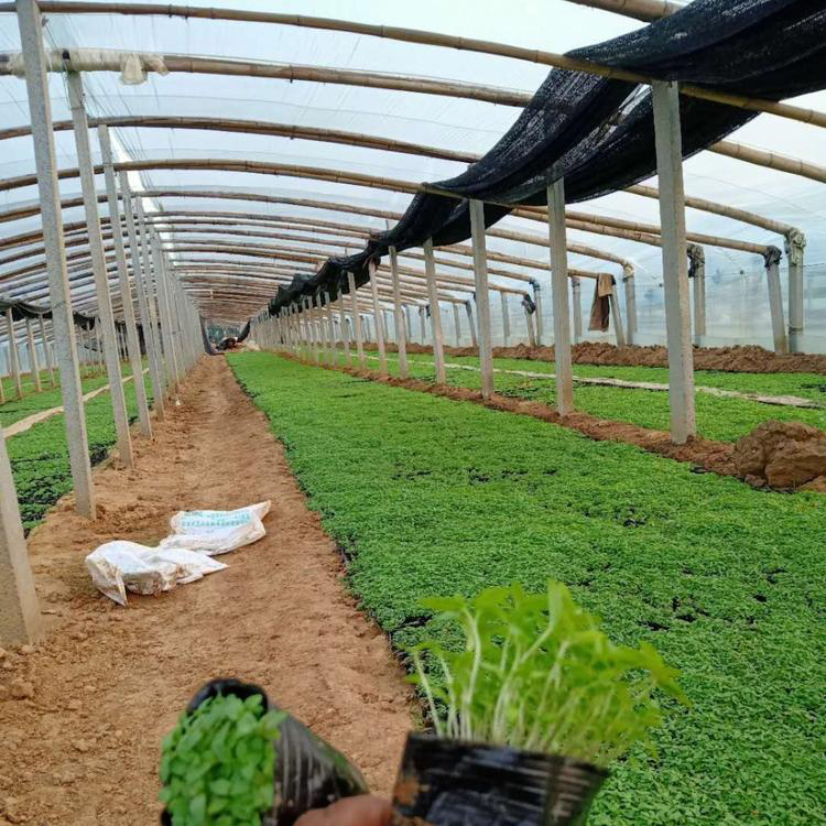 千屈菜常年供应 水生花卉千屈菜 夏杰花卉 定金发货