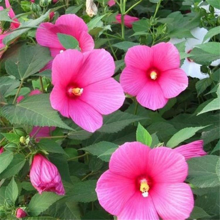 青州供应大花秋葵 山东供应大花秋葵 夏杰花卉 定金发货