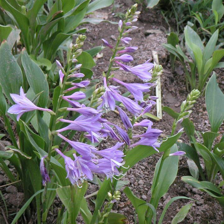 基地供应玉簪 批发花叶金边玉簪苗 夏杰花卉 定金发货