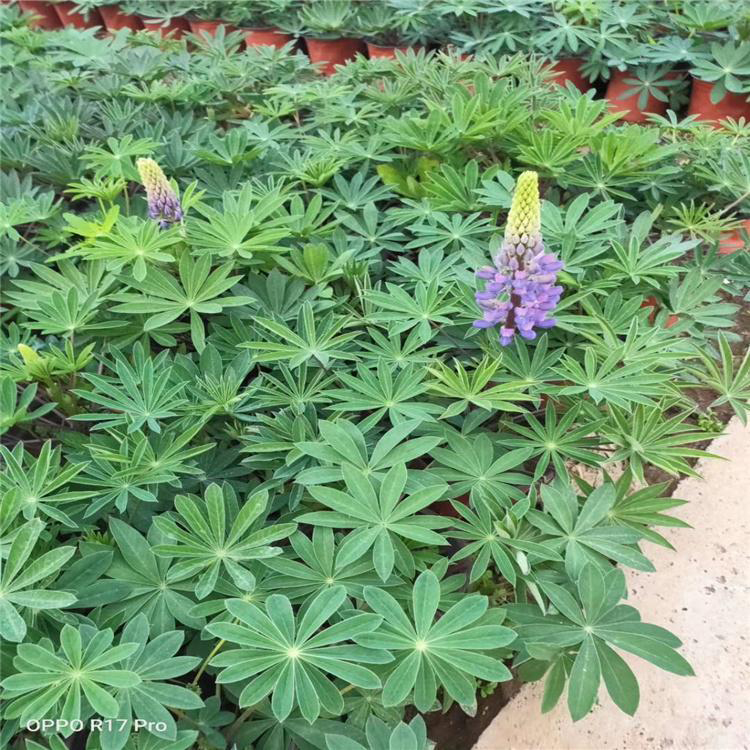 批发直供蓝羊茅 青州绿化草蓝羊茅苗