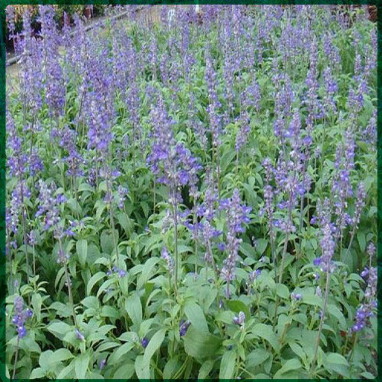 耐旱鼠尾草基地 园林城市绿化用鼠尾草 夏杰花卉 基地种植
