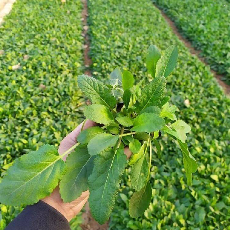 基地供应鼠尾草 墨西哥鼠尾草青州基地 夏杰花卉 苗圃直发
