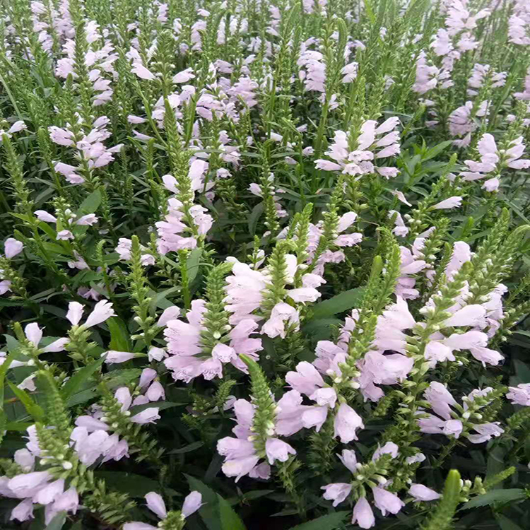 多年生宿根花卉假龙头 耐寒宿根花卉假龙 夏杰花卉 基地种植