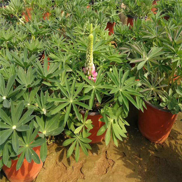 绿化蓝羊茅价格 广场花卉摆放