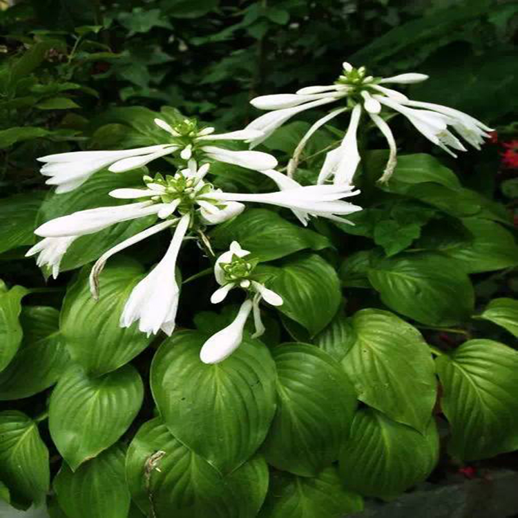 批发工程绿化青叶玉簪花卉 花叶玉簪园林绿化用 夏杰花卉 定金发货