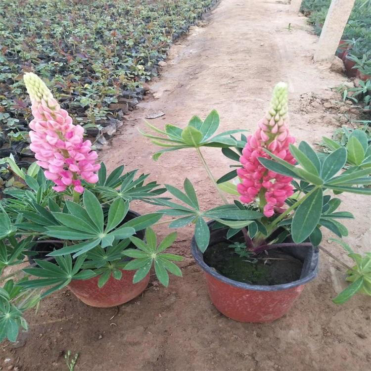 羽扇豆青州种植基地 绿化用羽扇豆 夏杰花卉 绿化花木