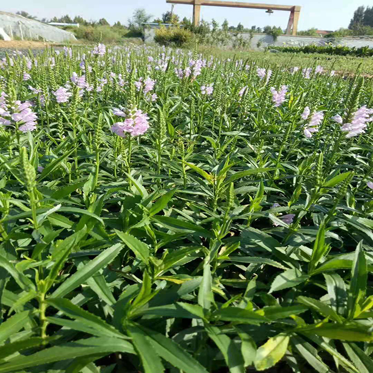 假龙头花卉绿化花卉 小区草花