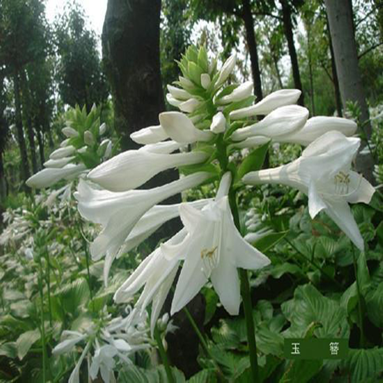宿根花卉花叶玉簪苗 玉簪苗山东种植基地 夏杰花卉 基地常年批发