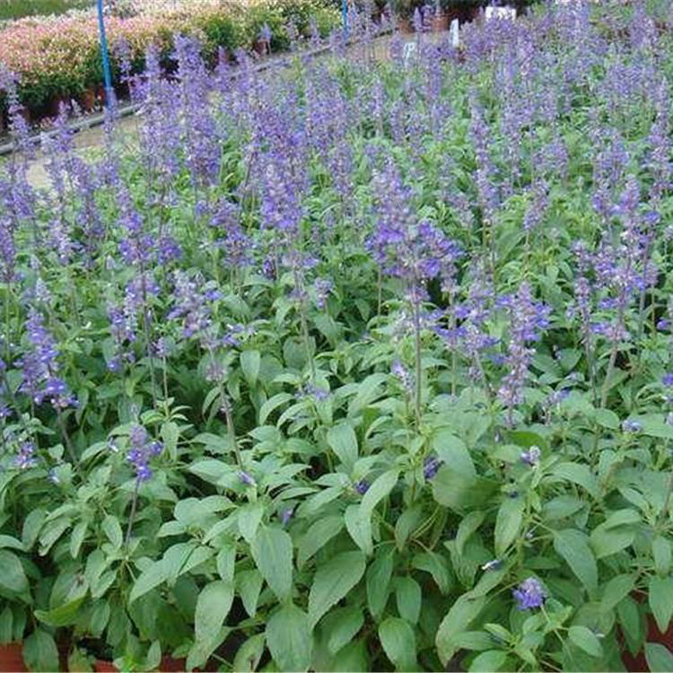 基地供应鼠尾草 批发鼠尾草价格 夏杰花卉 定金发货