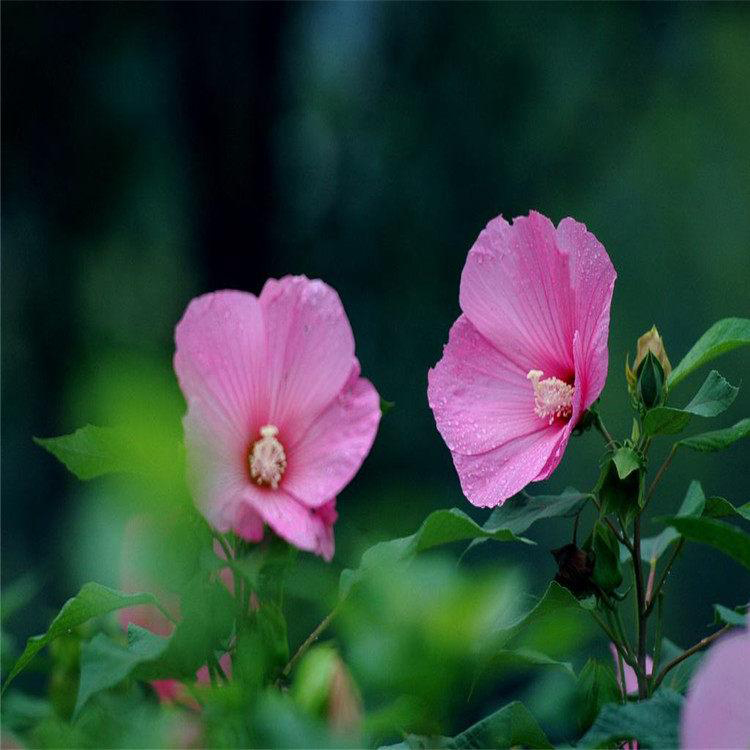 宿根花卉大花秋葵批发 批发大花秋葵 夏杰花卉 绿化花木