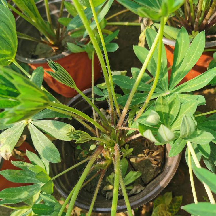 批发羽扇豆花卉 观赏宿根花卉羽扇豆 夏杰花卉 定金发货