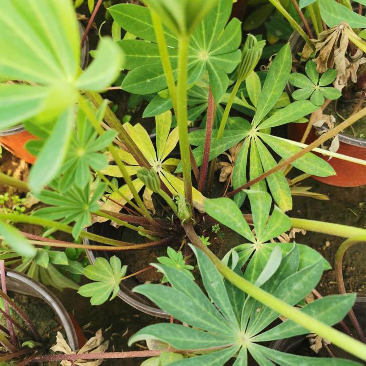 绿化工程蓝羊茅苗 蓝羊茅草坪绿化苗 夏杰花卉 绿化用